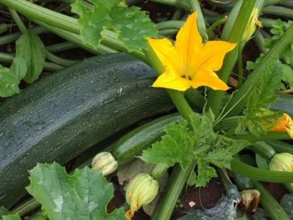 Courgettes (1kg)