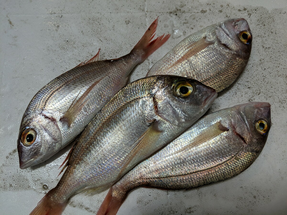 Les produits de la pêche – Les Paniers Solidaires