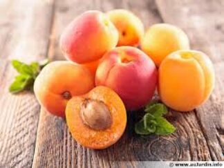 Abricots (±1kg)
