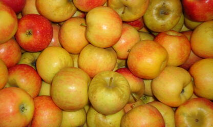 Pommes Ariane (±1kg)