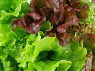 Salade