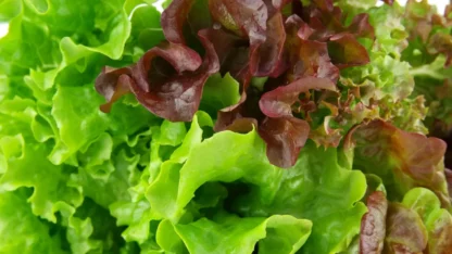 Salade