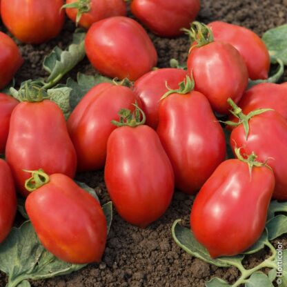 Tomates Roma (1kg)
