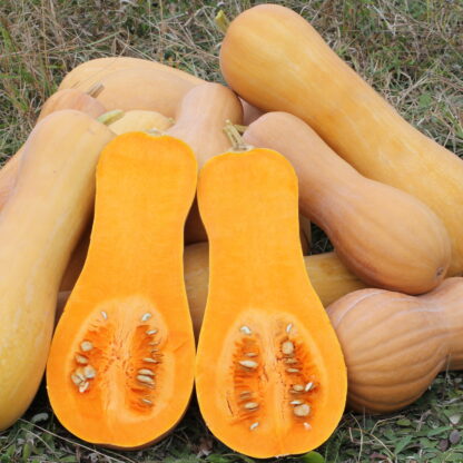 Butternut