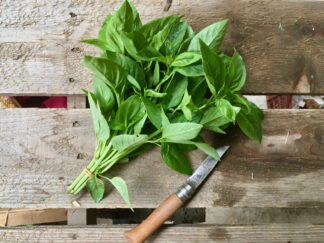 Basilic (botte)