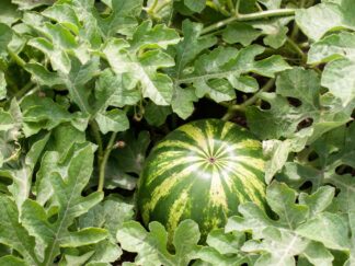 Grosse citre (pastèque à confiture) (±4kg)