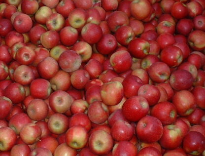 Pommes mix Pink Lady & Joya