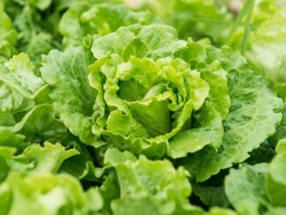 Salade Bio