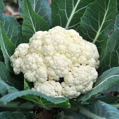 Choux-fleurs Bio (1kg)