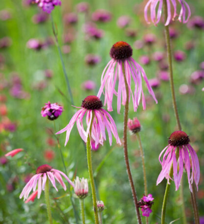 Rudbeckia pallida / Echinacea pallida (pot anti-chignon 1,4l)