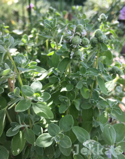 Marjolaine / Origanum majorana (pot anti-chignon de 1,4l)