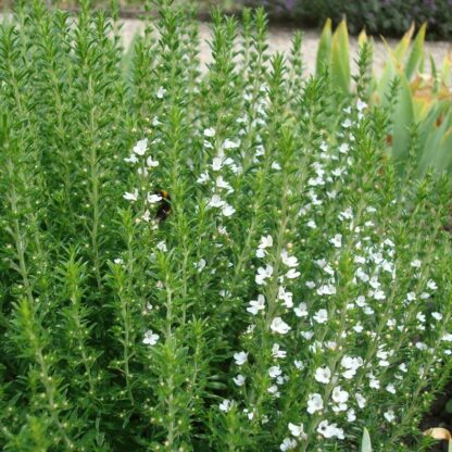 Sarriette / Satureja montana (pot anti-chignon de 0,5l)