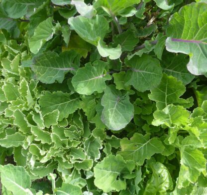 Chou Daubenton / Brassica oleracea Spring greens (pot anti-chignon 0,5l)