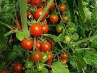 Tomates cerises Bio (250g)