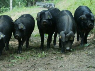 Porc noir
