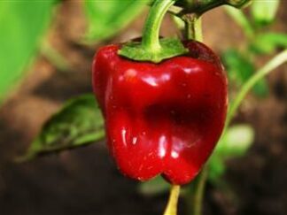 Poivrons rouges vifs d’Etampes (500g)