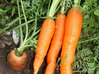 Carottes fanes (botte)