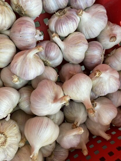 Ail Bio (100g)