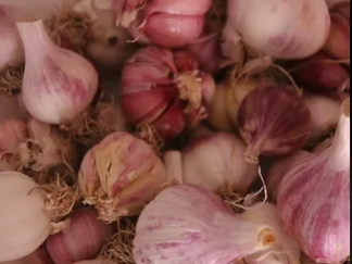 Ail Bio (100g)