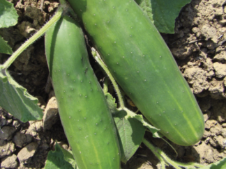 Concombre Bio