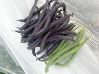 Haricots verts et violets Bio (500g)