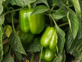 Poivrons verts Bio (500g)