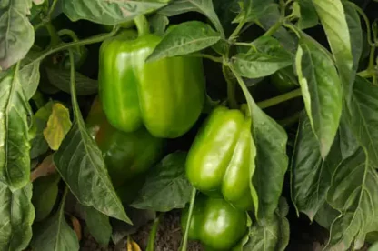 Poivrons verts Bio (500g)