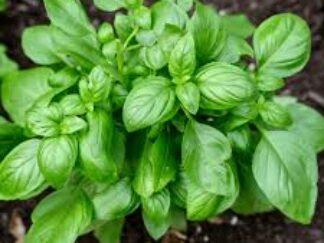 Basilic vert Bio (bouquet)