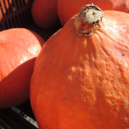 Courge (1,5kg)