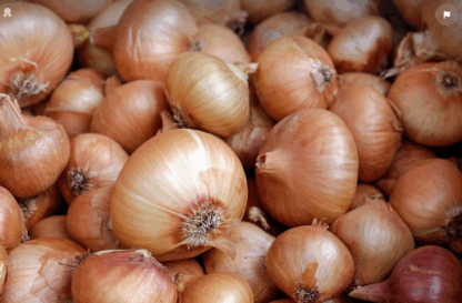 Oignons demi-doux Bio (1kg)
