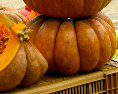 Courge musquée de Provence Bio (1kg)