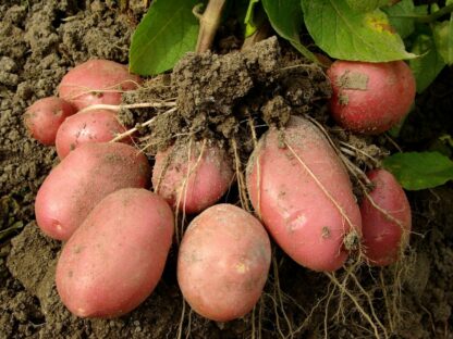 Pommes de terre Roseval Bio (1kg)