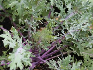 Chou frisé / kale rouge de Russie Bio (botte)