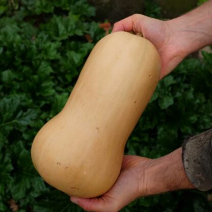 Butternut (pièce)