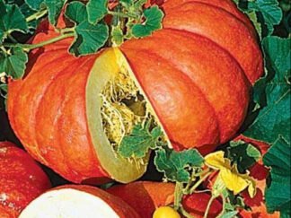 Potiron rouge vif d'Étampes Bio (1kg)