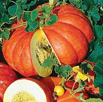 Potiron rouge vif d'Étampes Bio (1kg)