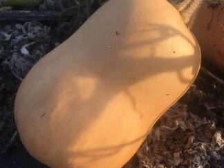 Moyen Butternut Bio (±1,5kg)