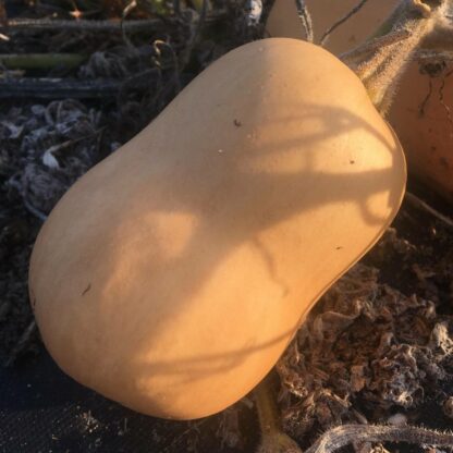 Moyen Butternut Bio (±1,5kg)