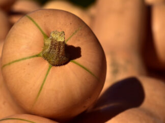 Gros Butternut Bio (±2kg)