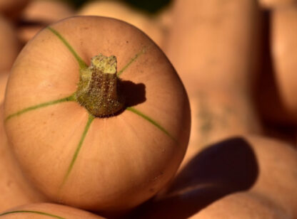 Gros Butternut Bio (±2kg)