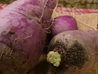 Radis bleu d'automne Bio (1kg)