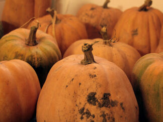 Petit Butternut Bio (±1kg)