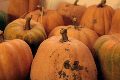 Petit Butternut Bio (±800g)