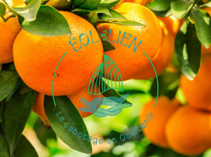 Panier d'oranges bio transportées à la voile (±1kg)