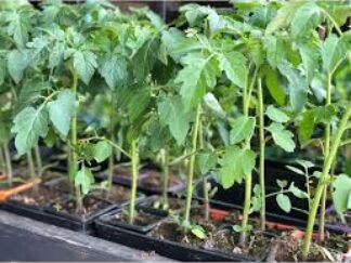 Plant d'aubergines "Black Beauty"