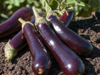 Aubergines Bio (1kg)