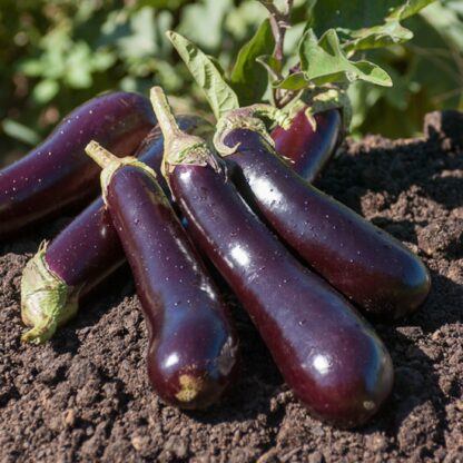 Aubergines Bio (1kg)
