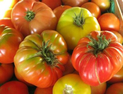 Tomates Bio (1kg)