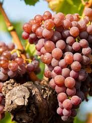 Raisin "grenache gris" (500 g)