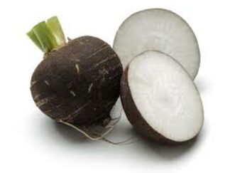 Radis noirs ronds Bio (1kg)